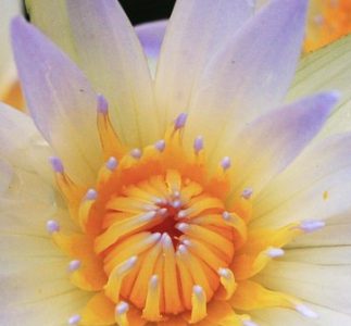 Fritz Ampon:The Poet.